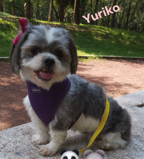 Yuriko Pets Polanco - foto principal